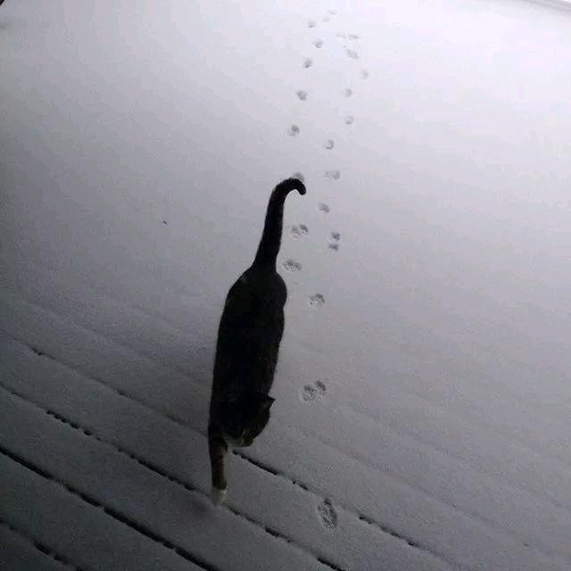 A cat.