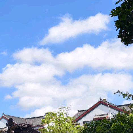 马丁爸爸是头猪