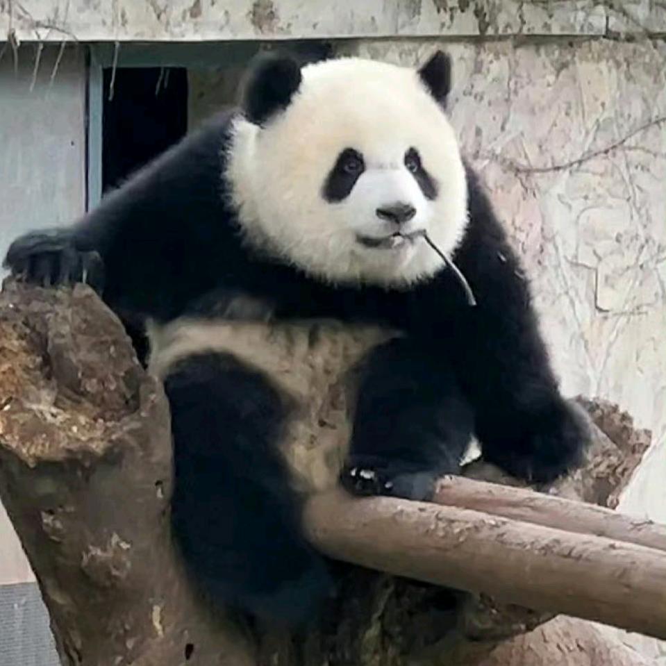 黎明前的北门坦