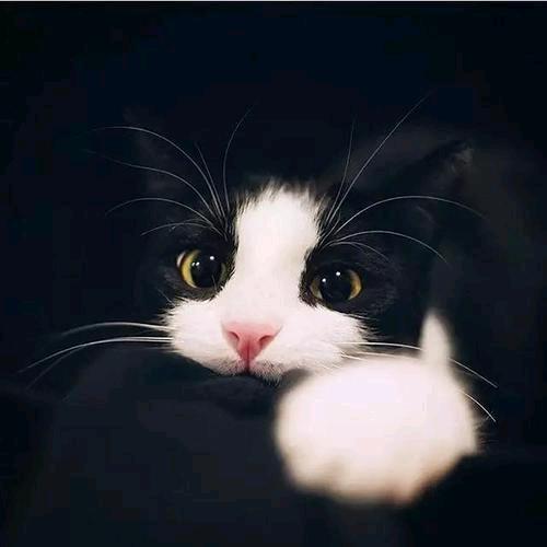 盼盼