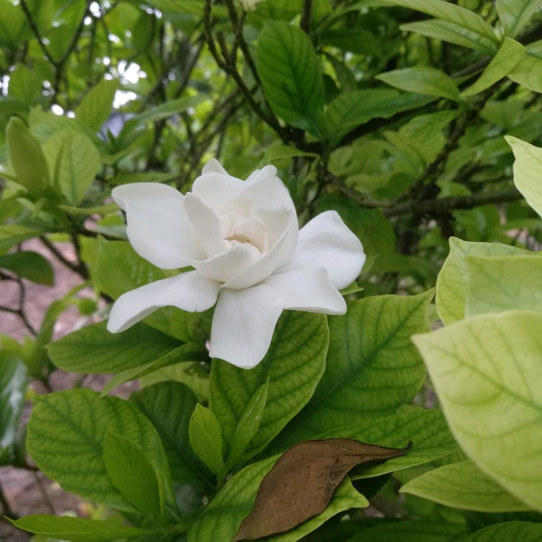 淇淇爱唱歌交友