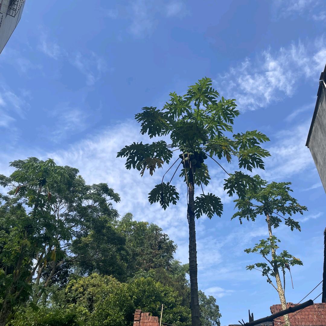 果木岛博豪果树苗木专卖店