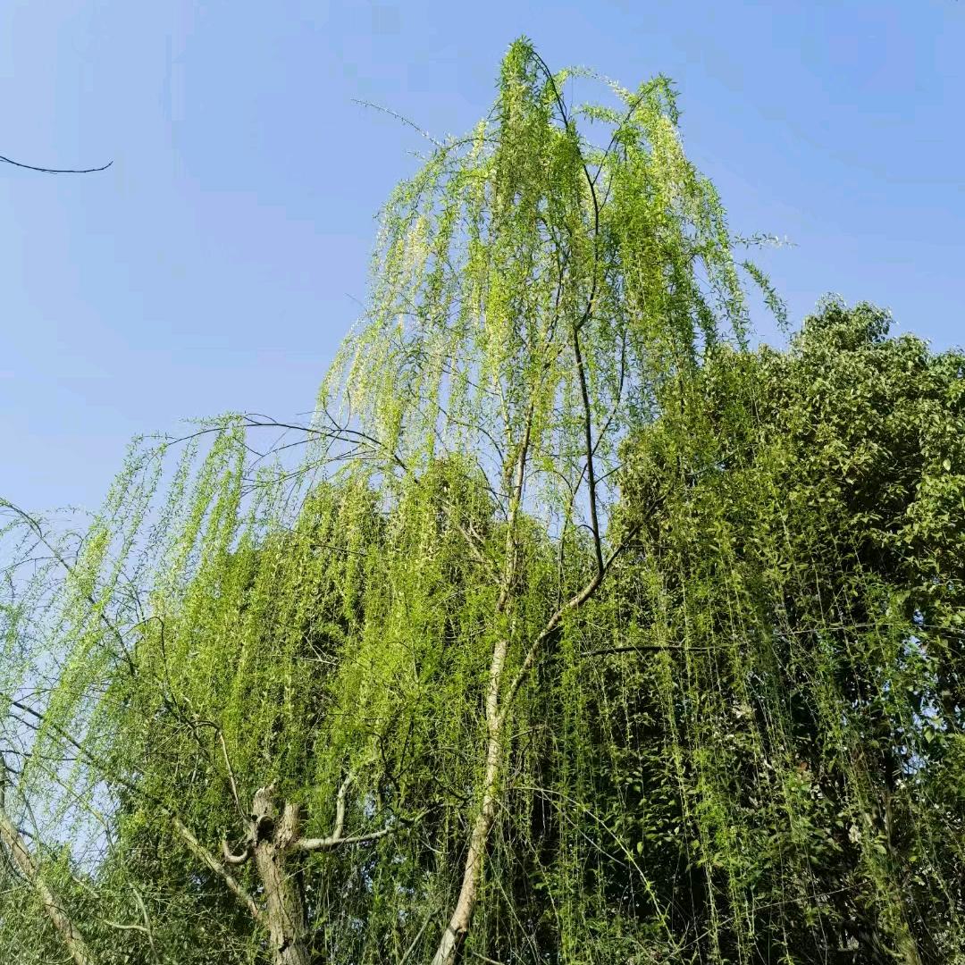 素素