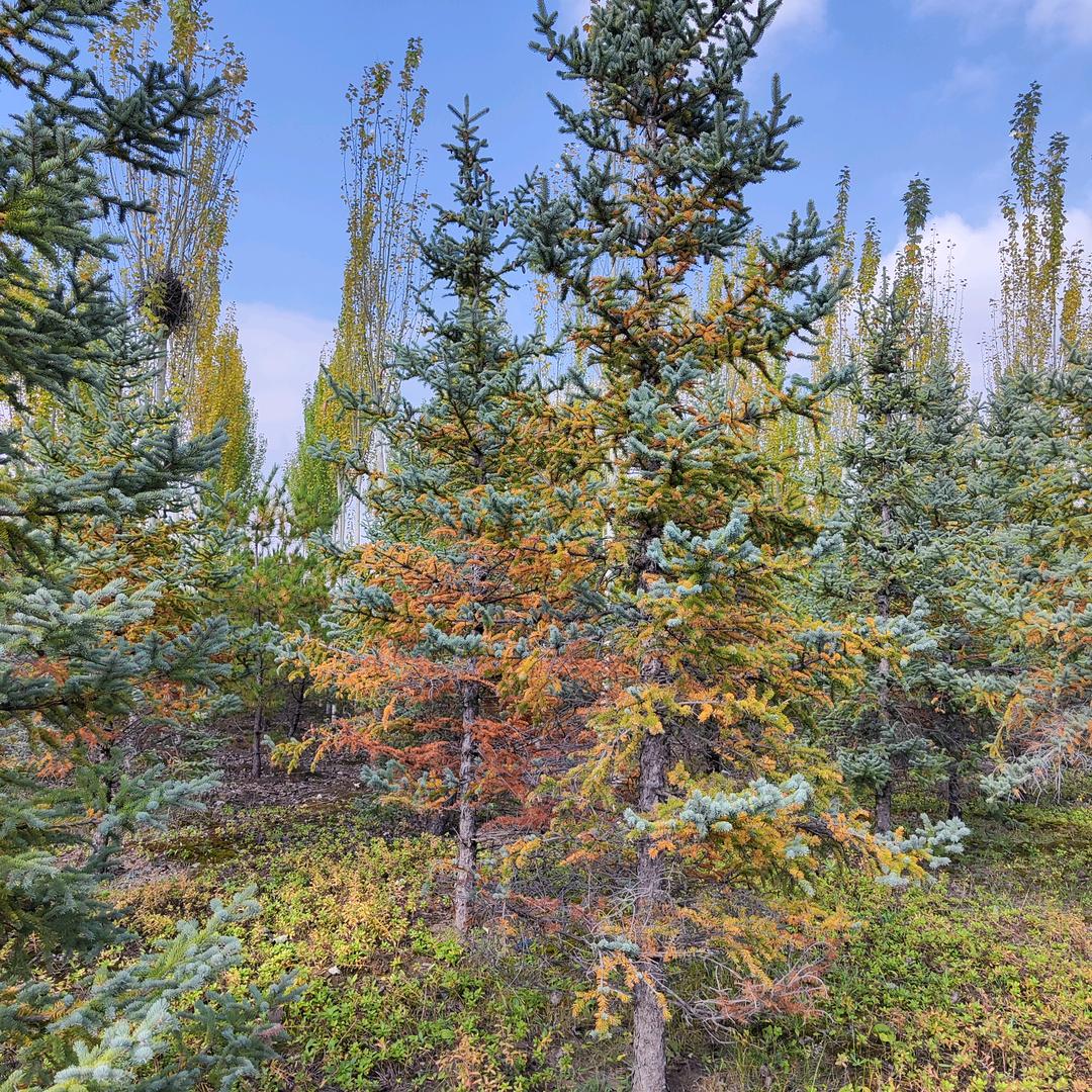 中联重科矿山机械门神故里武林