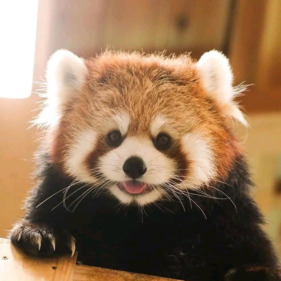 兜说动物