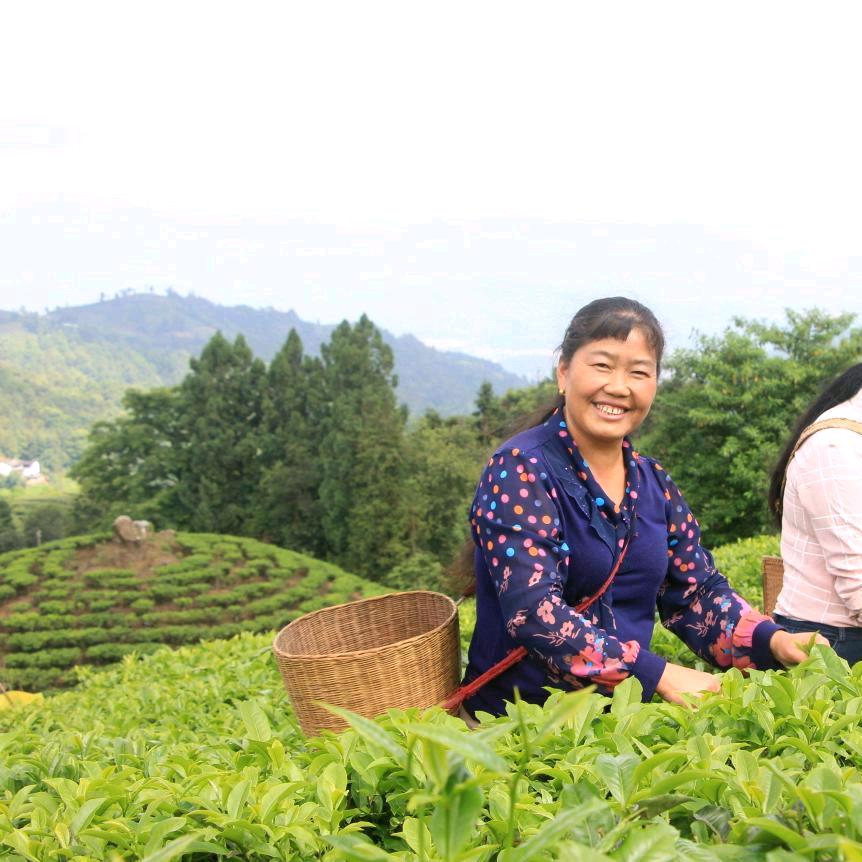回龙茶姐
