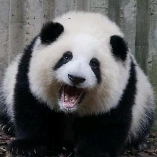 东北音儿公基人儿