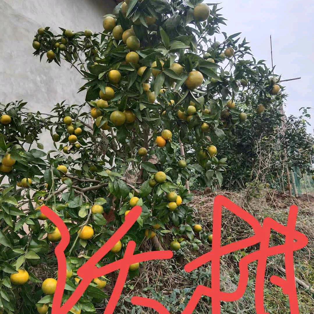 任三