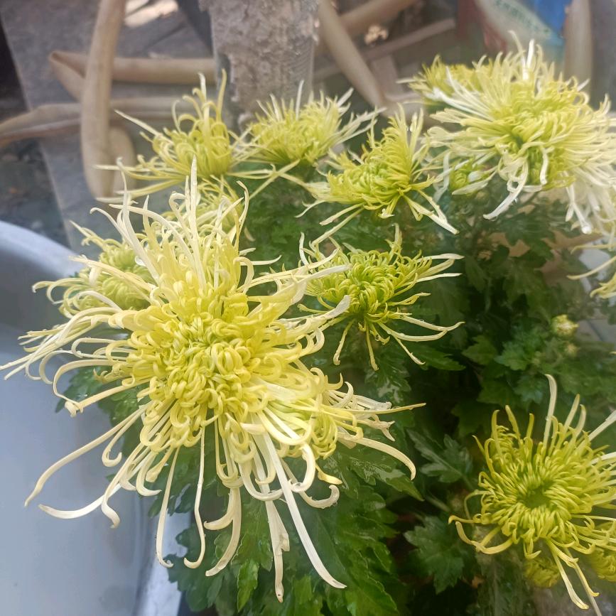 顺李🌹成张👩‍❤️‍👨