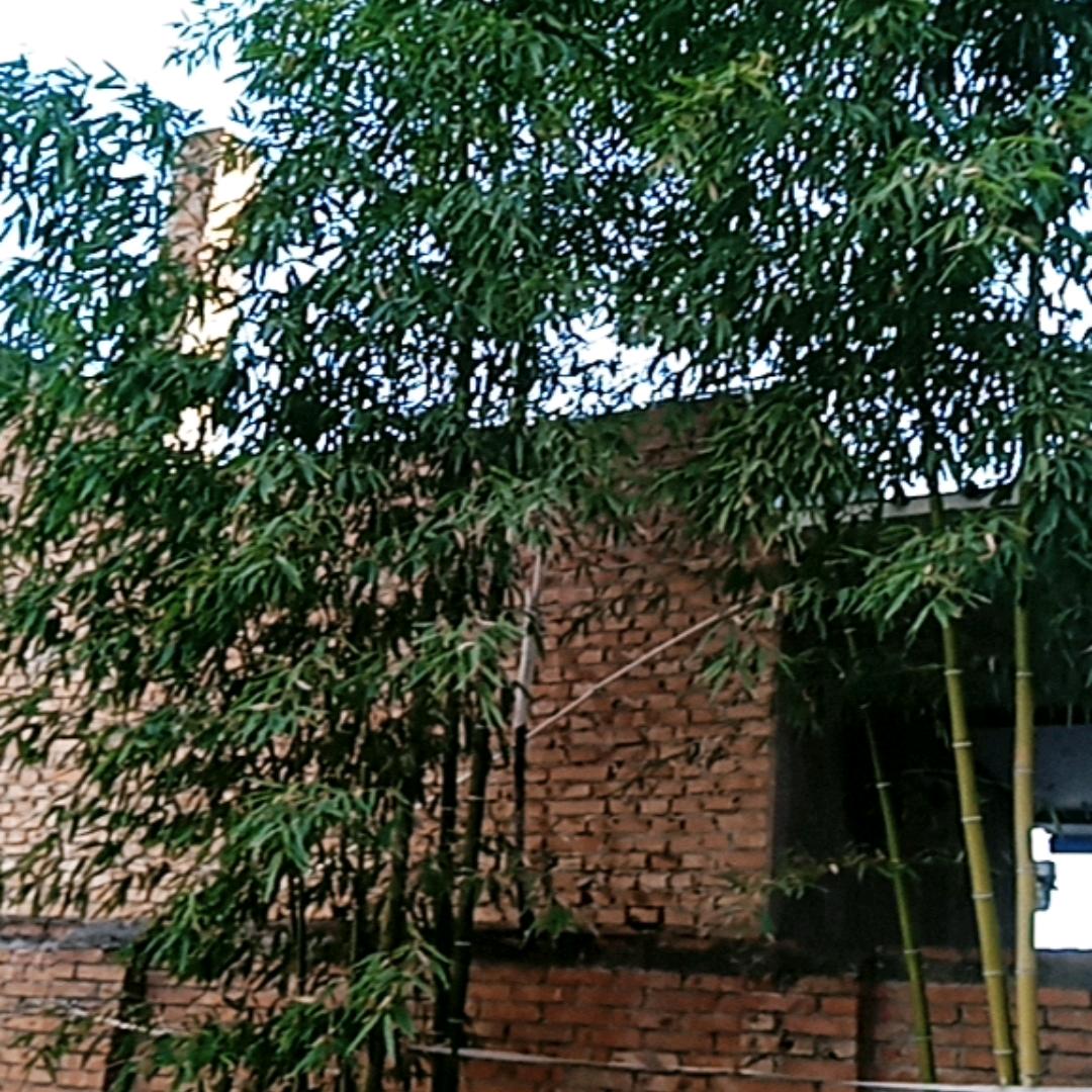 玲子基地