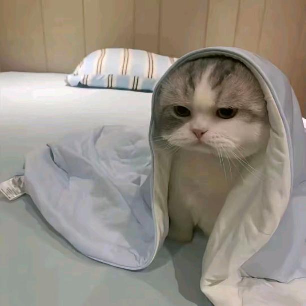 zz猫牢底