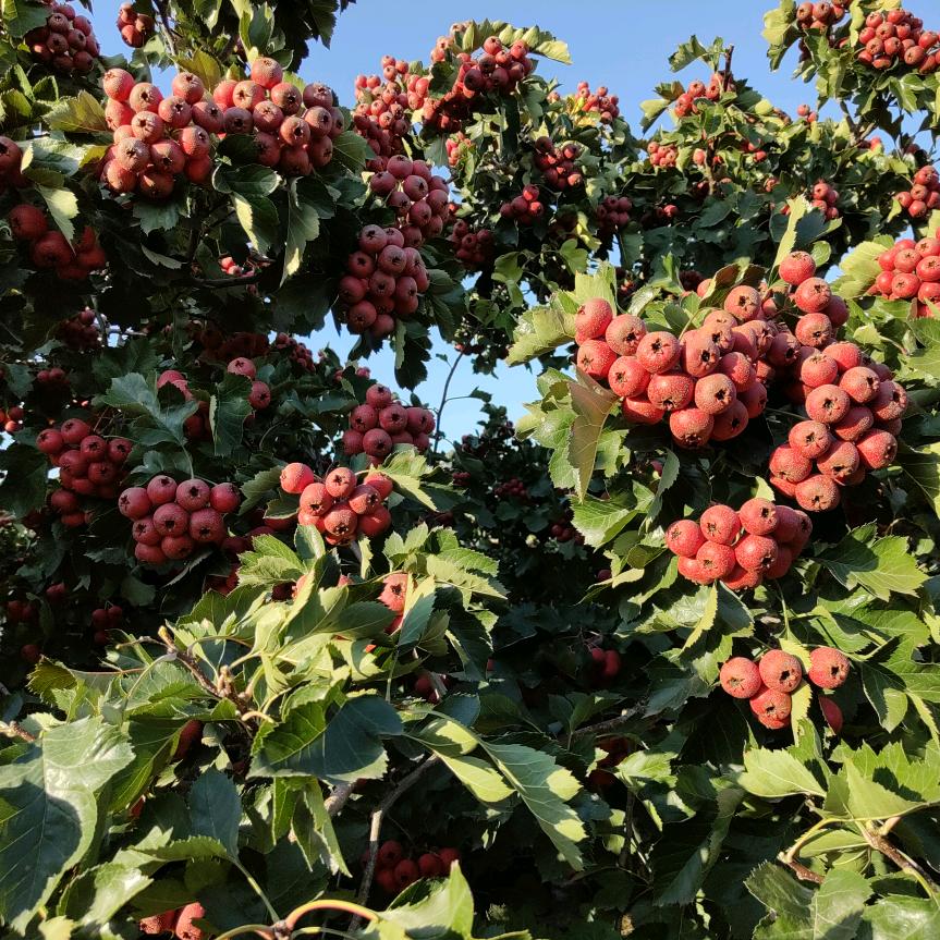 运城的802