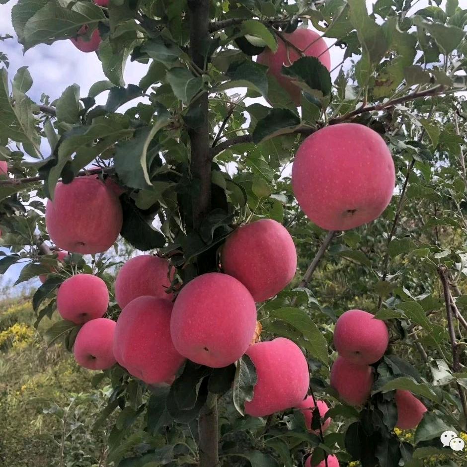 鑫昌源果业.鲜果果