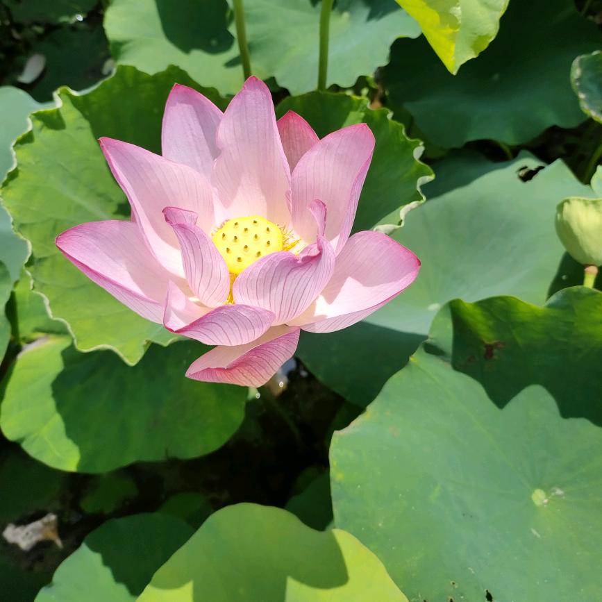 💕ღ᭄琰꧔᭄琰ꦿ💕