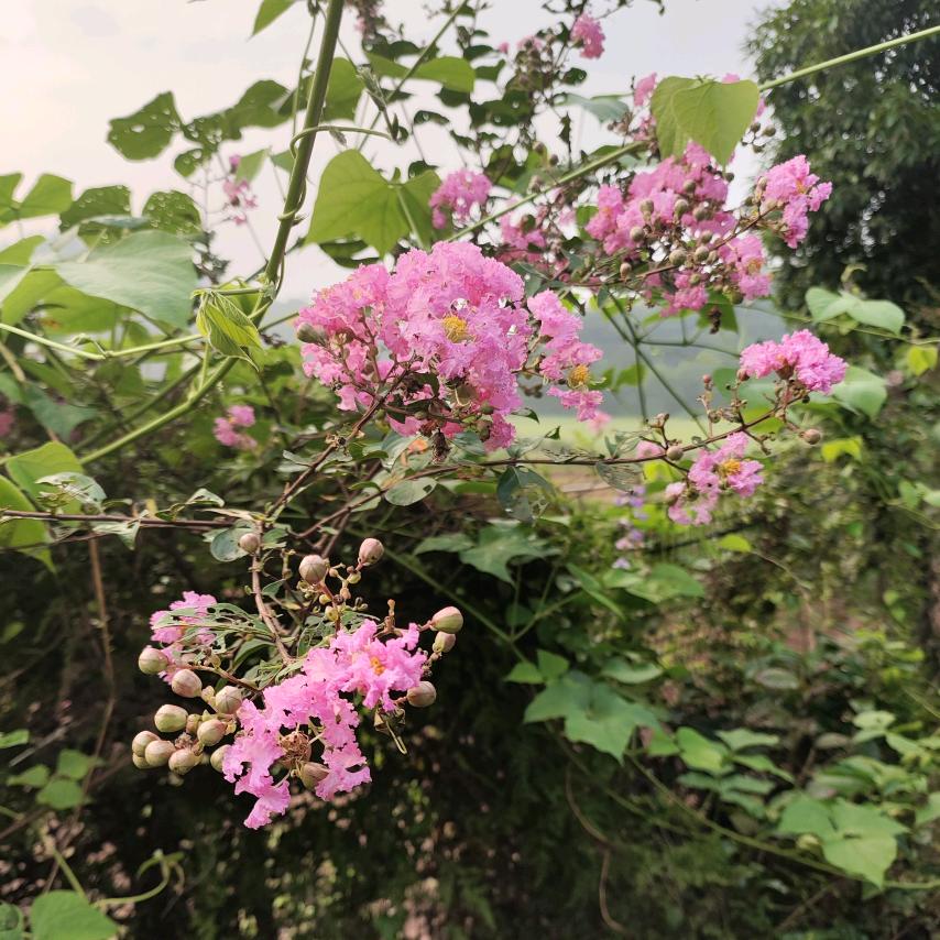 平安是福