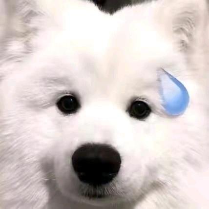 茶叶蛋