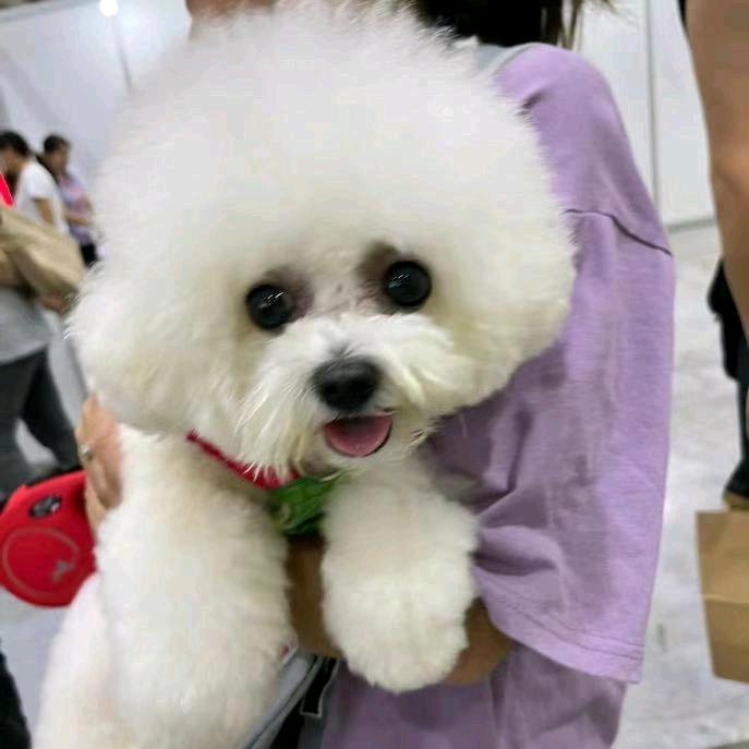 嘻嘻是一只小比熊