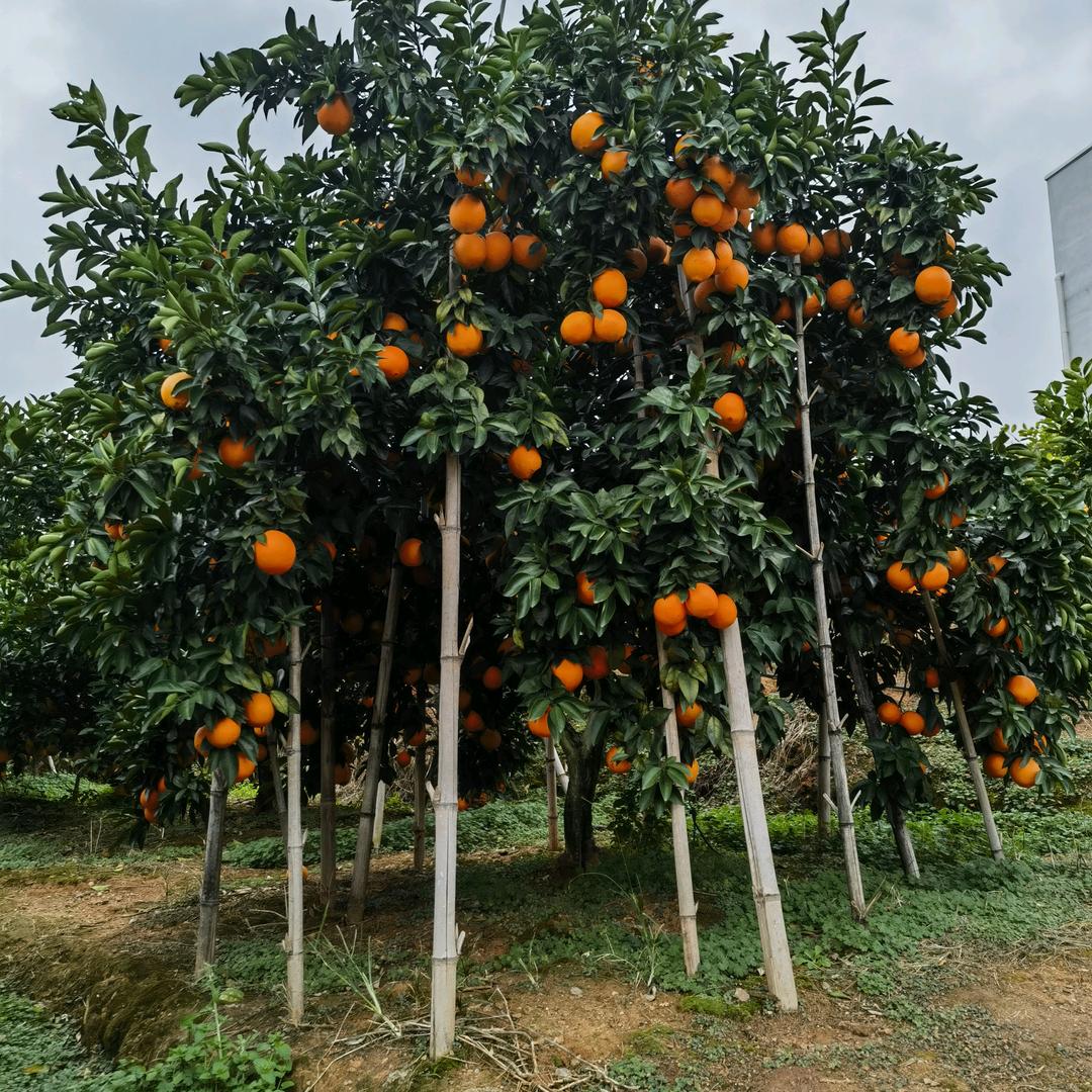信丰县瑞斌脐橙专业合作社@大塘脐橙基地