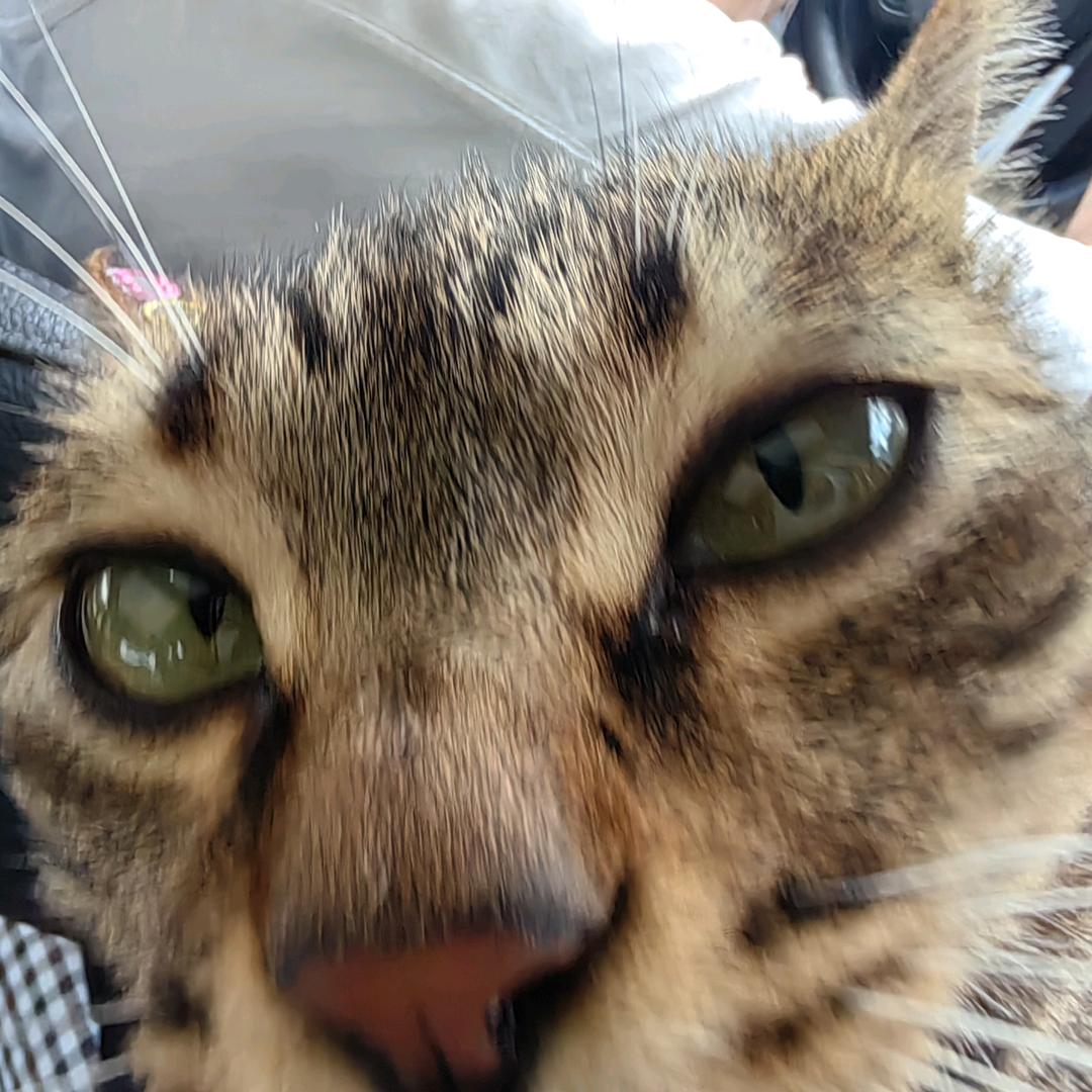 鸭脖是我的猫猫