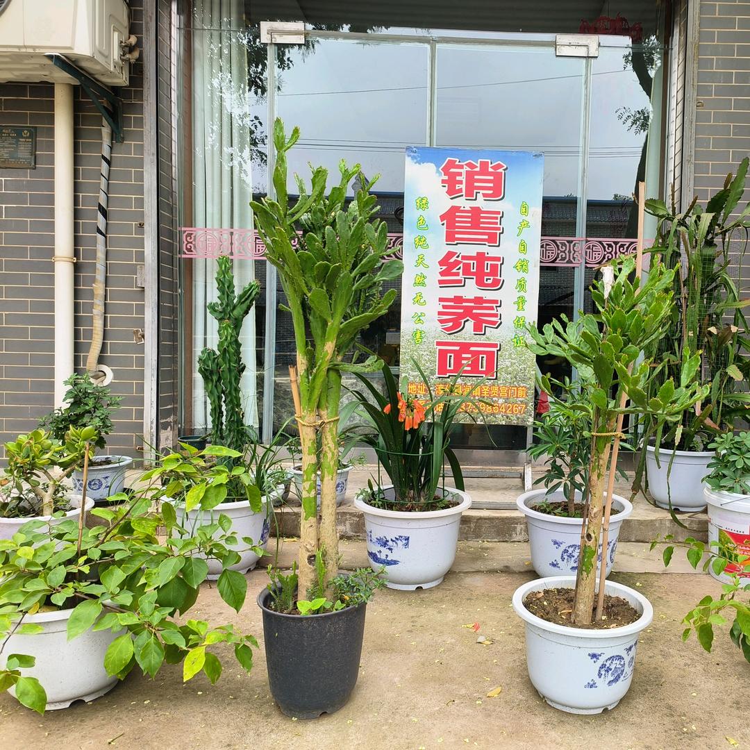 销售纯荞面