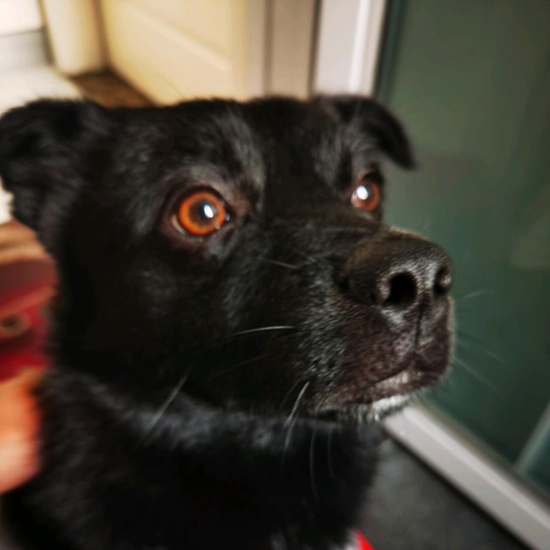 可乐不是纯黑狗