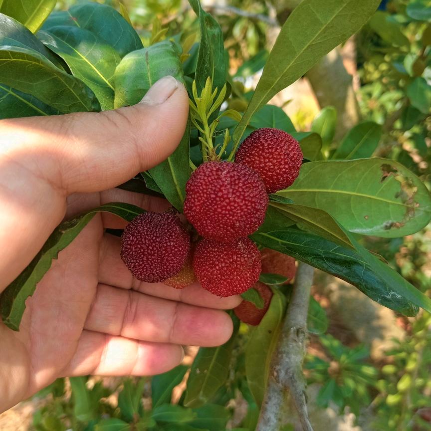 云南普文亮农副产品