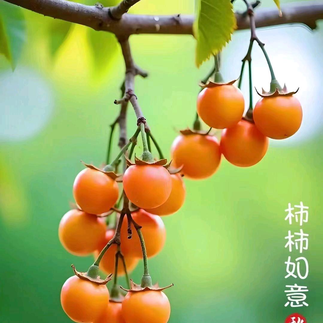 吉祥1313