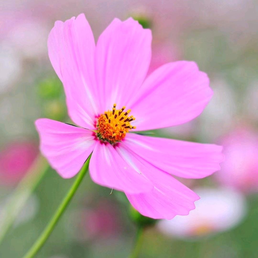 手工花