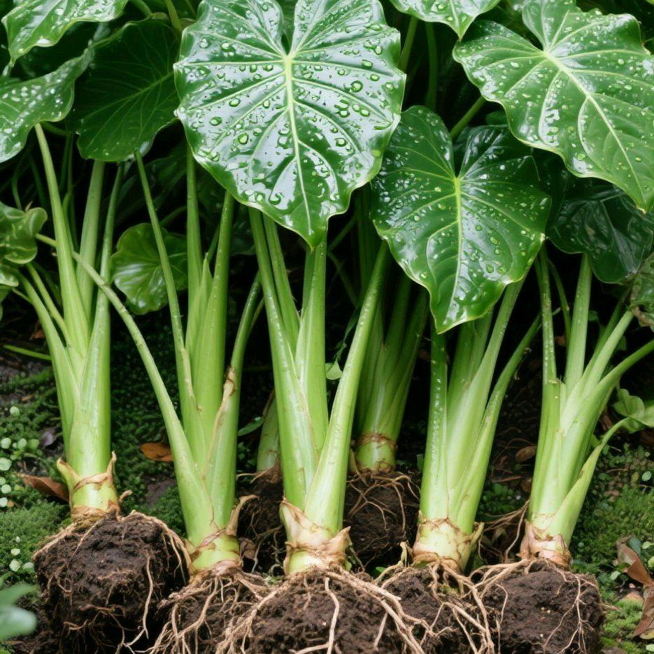 凤湖·生态农场坊