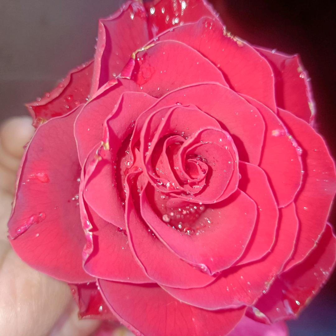 ✨堼🌸孞✨