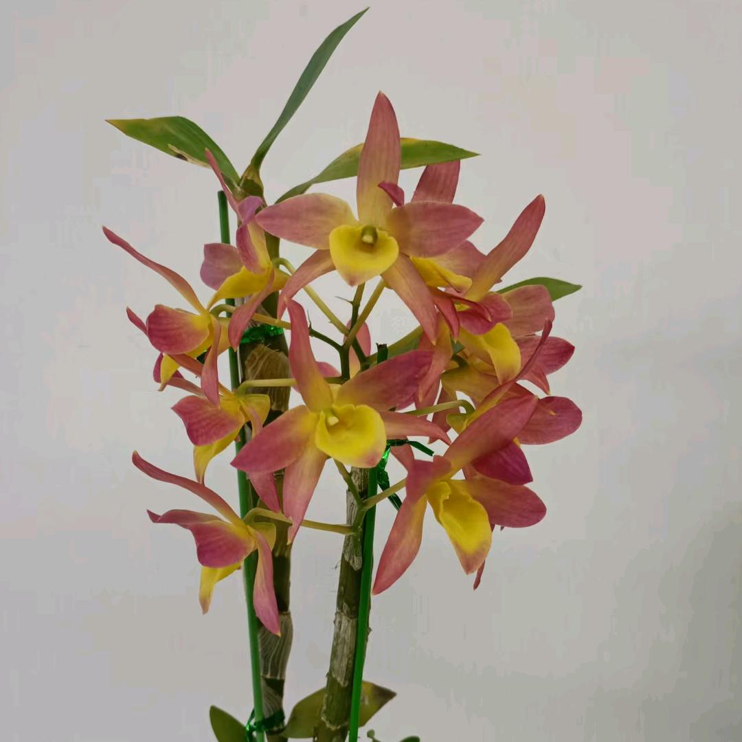 潮汕达药