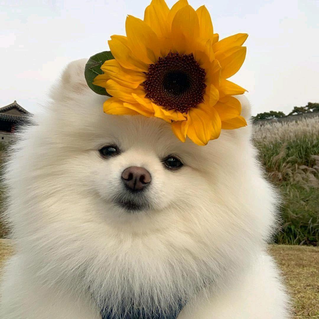 幸运女神