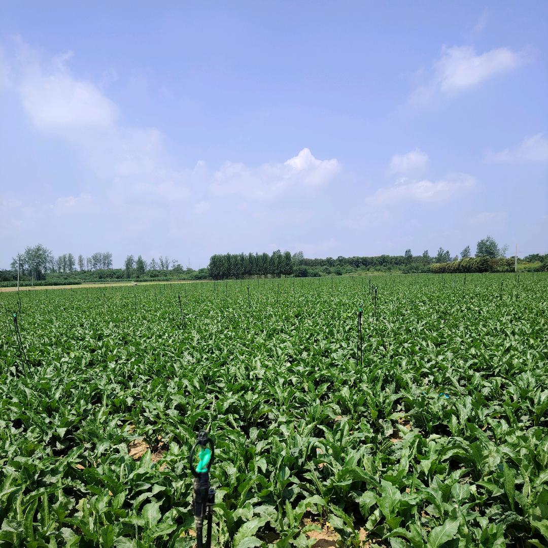 做一个独立的女人