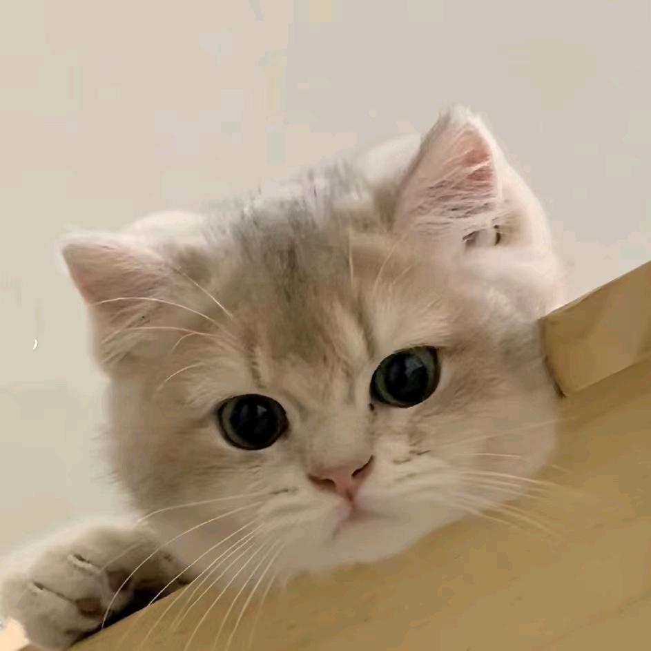 ◆          阳 