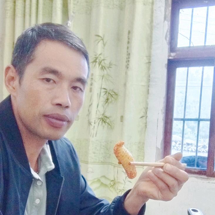 大方县乌天麻种植