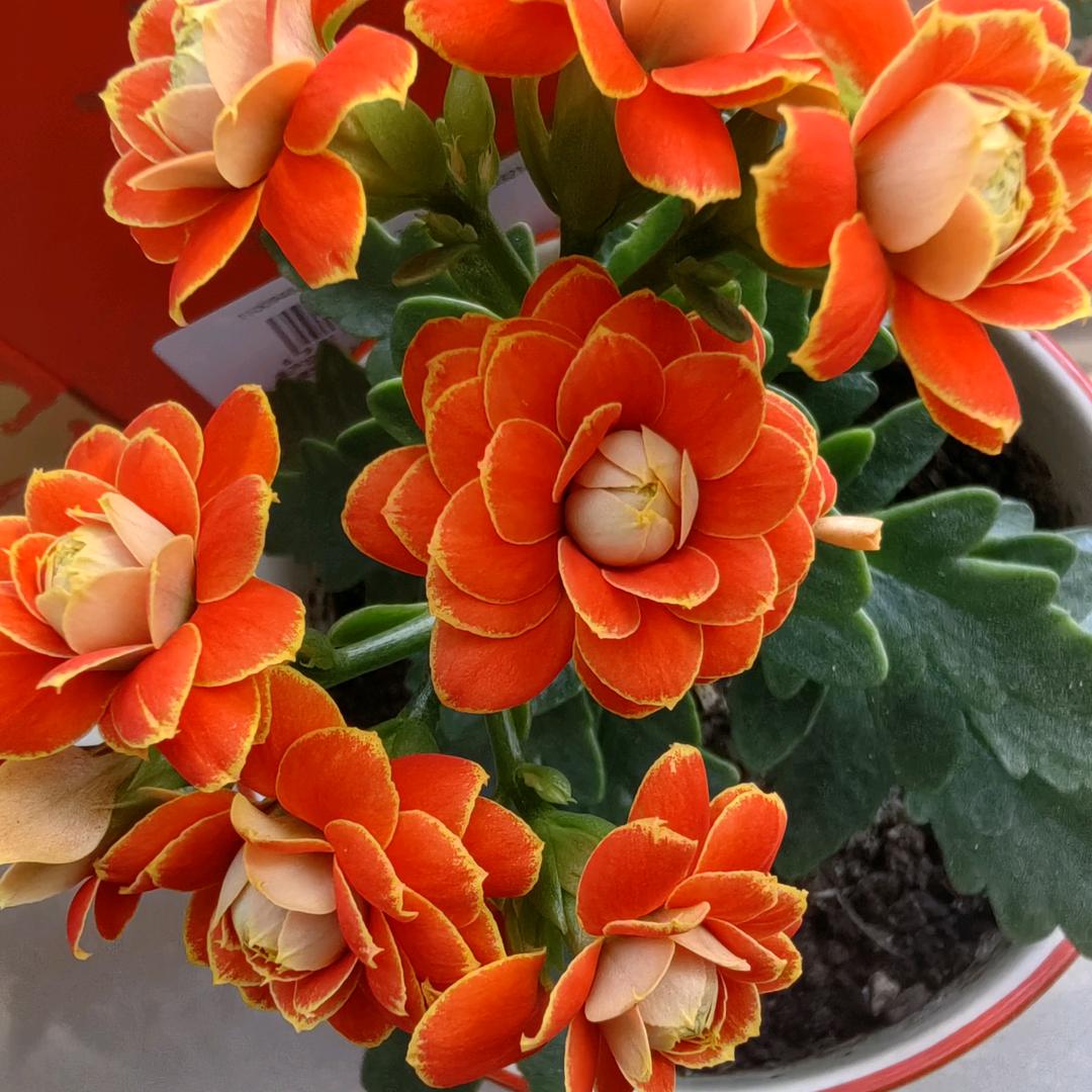 平安喜乐🍎🌻🍊🌹