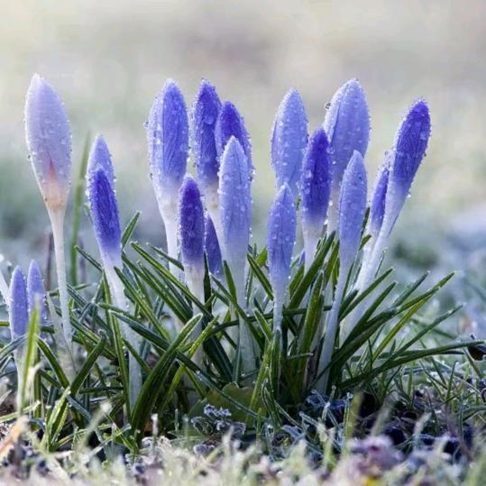 叔叔一生平安🛑🌴🌴🌲🌲🌻🌹