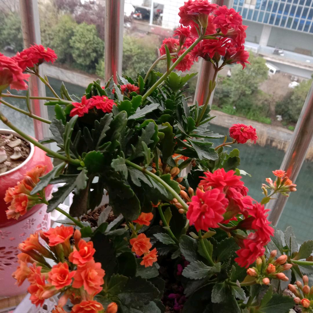 60后高姐