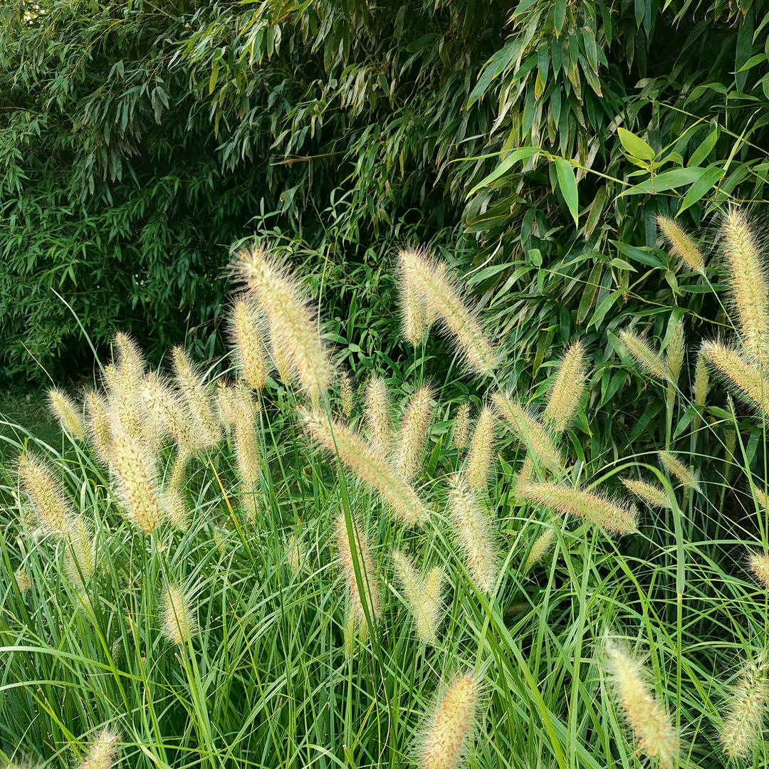 渡心  渡己