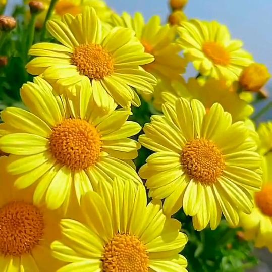 ༊ღ᭄小米儿꧔ꦿ᭄