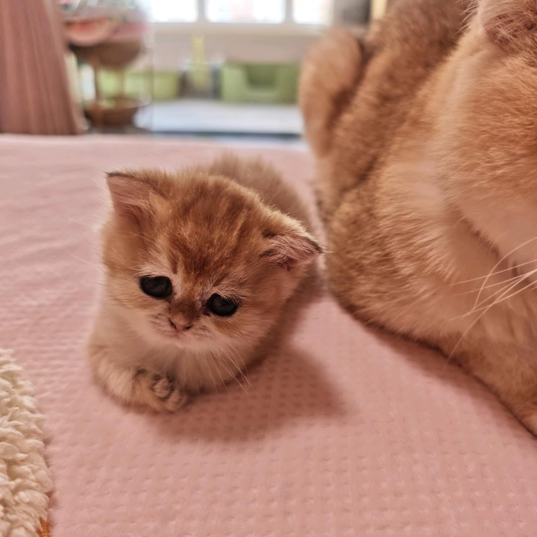 馋猫