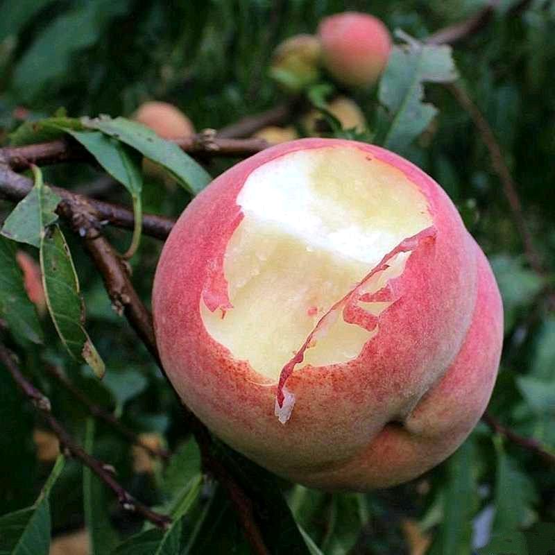 食界君诺好果树苗木专卖店