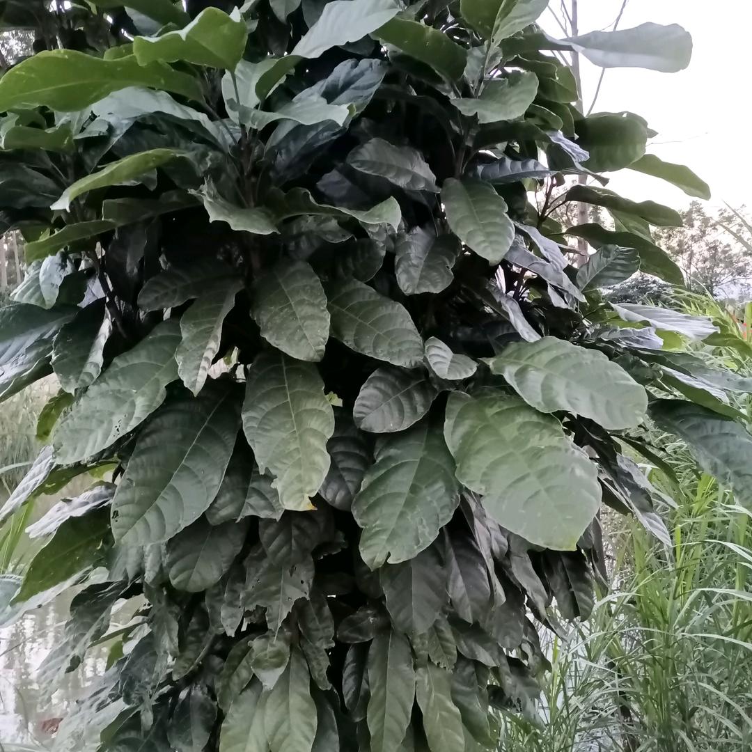 秋风不回来