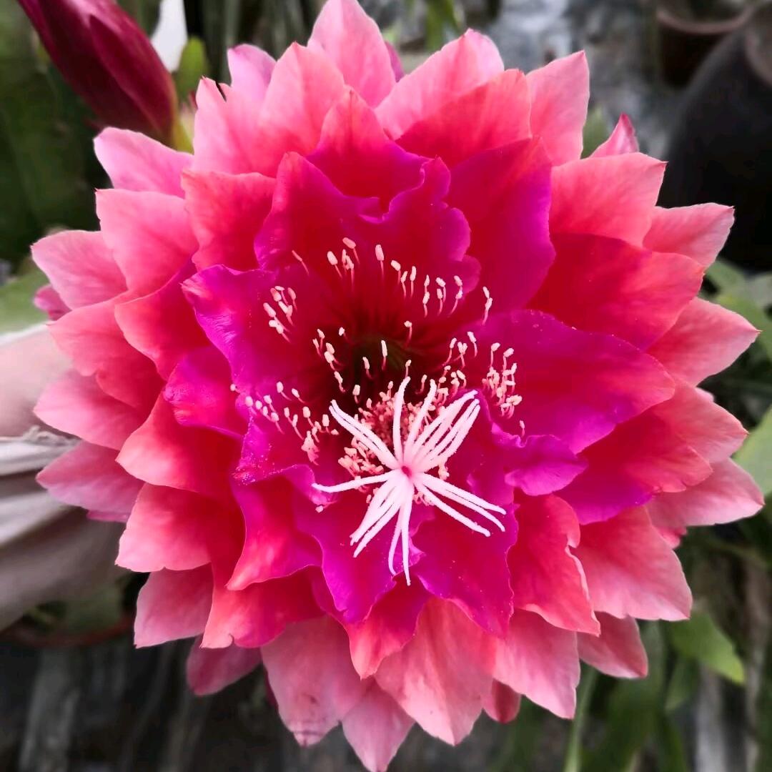 夏春花艺