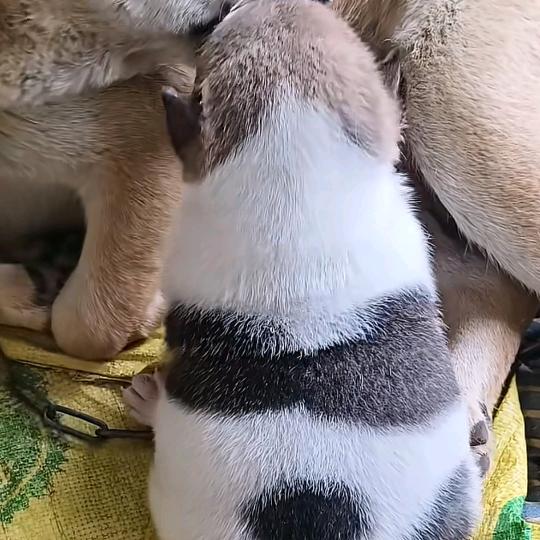 无极头像