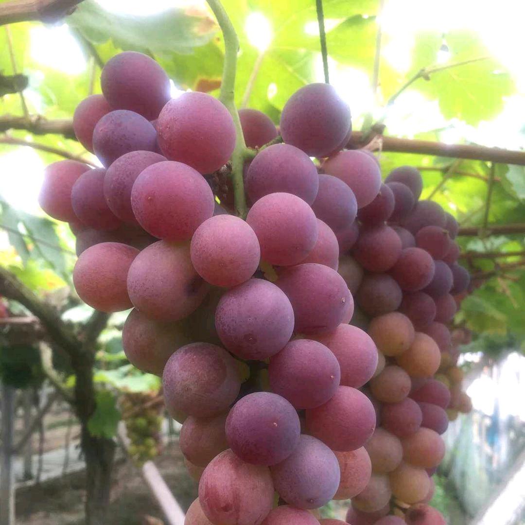 葡萄很甜