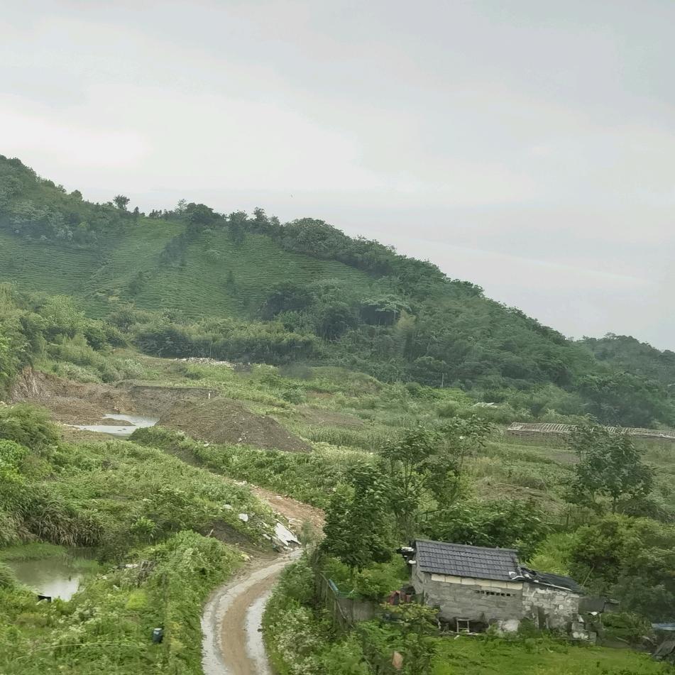 虎跃龙腾