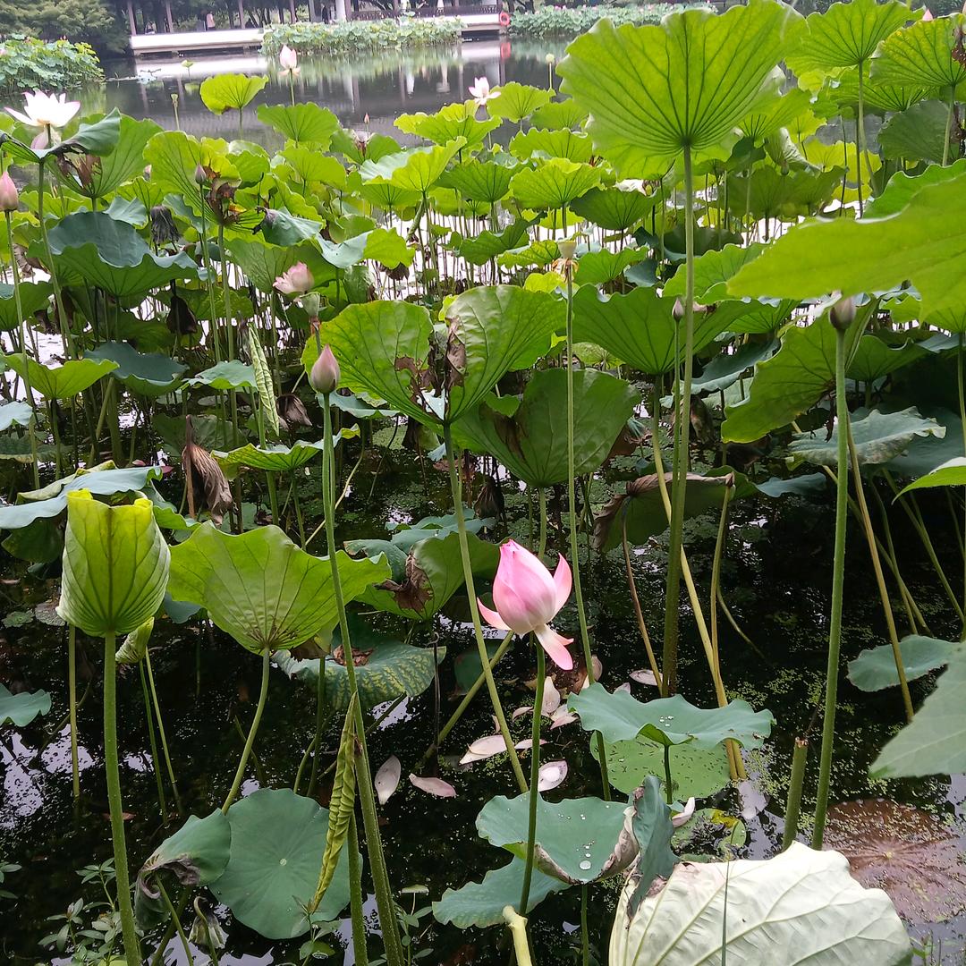 张艳君《同心》