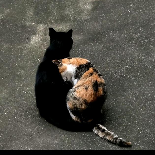 ༒🖤烟火