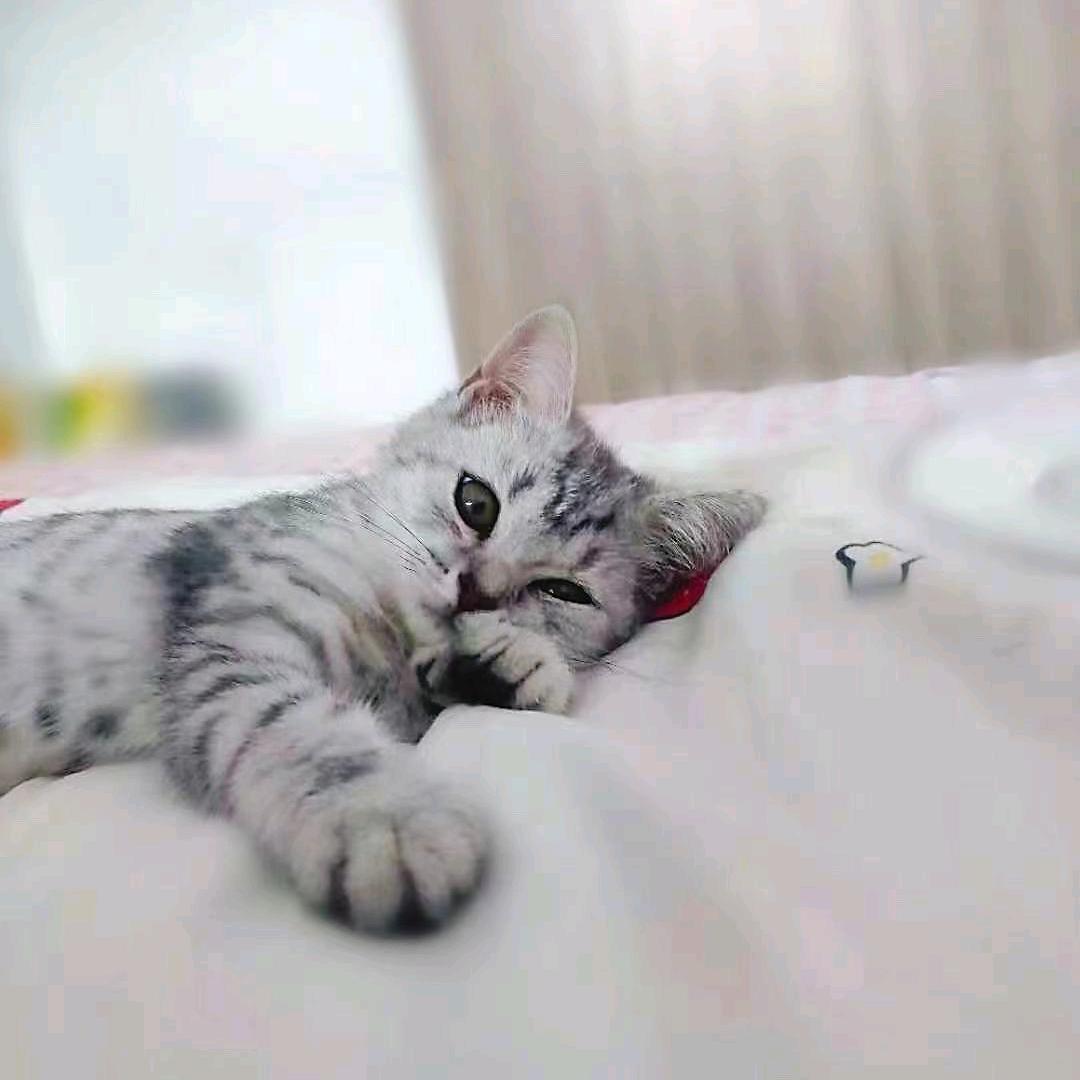 灵喵豆豆🐱🐱爱占星